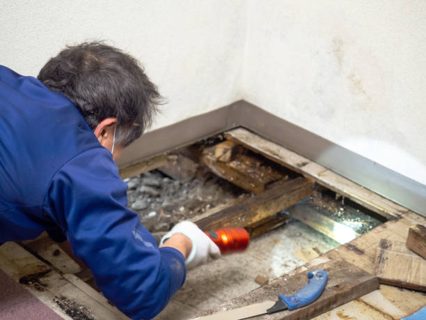Best Mold Cleaning Services  in Warsaw, NC