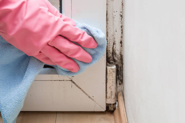 Best Mold Remediation  in Warsaw, NC